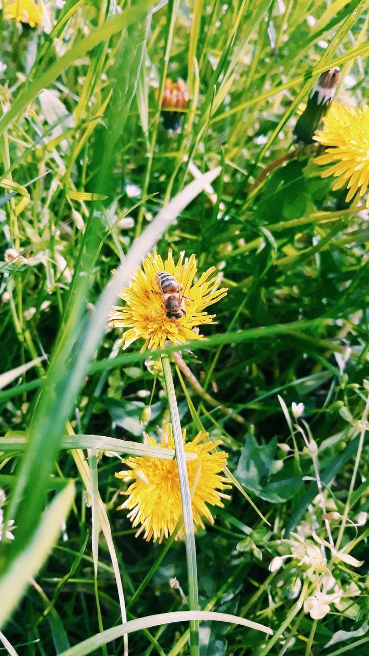 bees