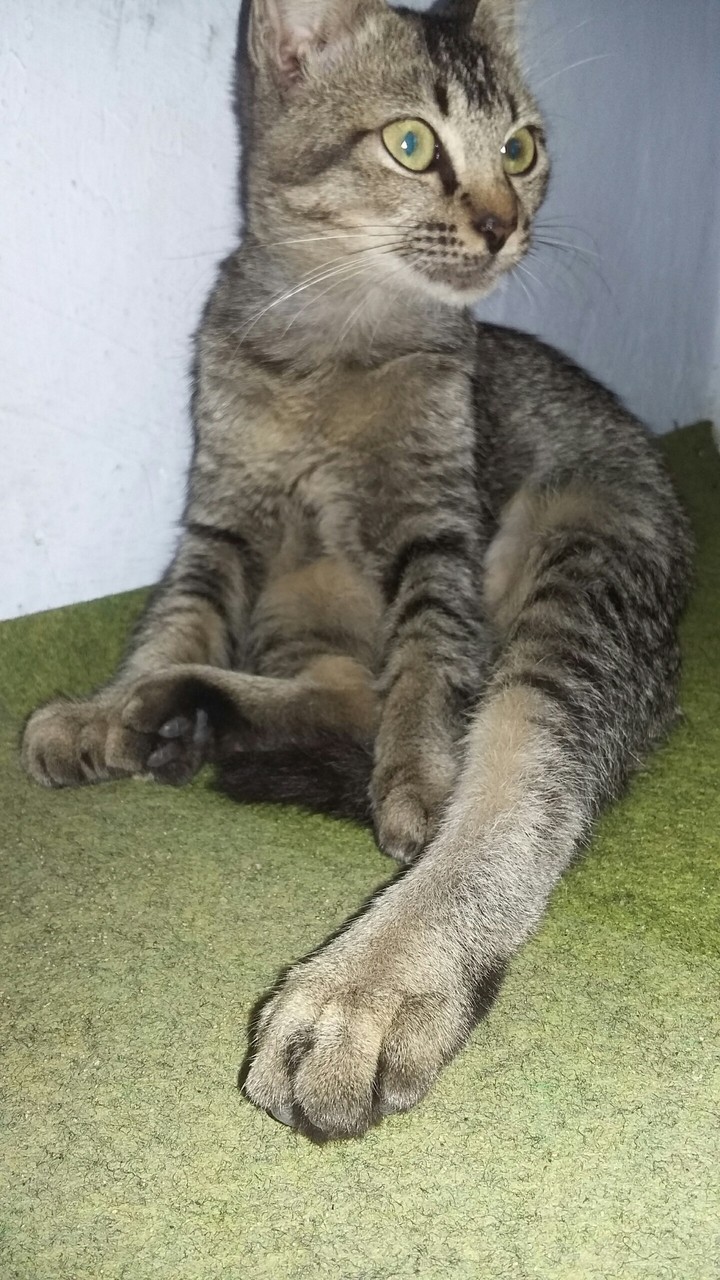 the cat