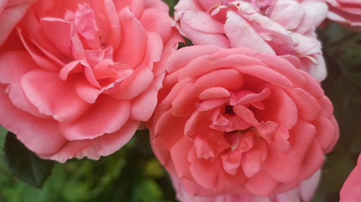 roses