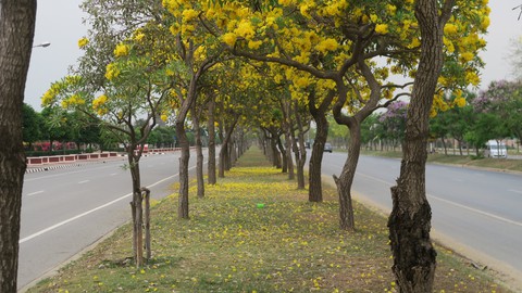 Chaiyapruek flower