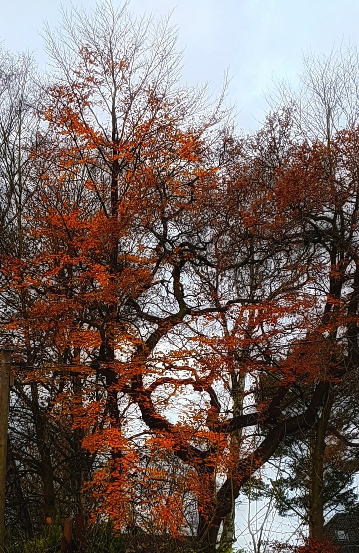 Autumn