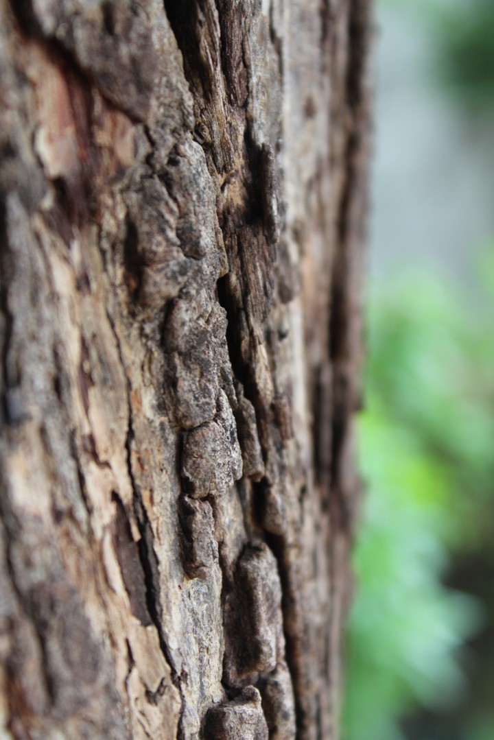 Neem Tree Skin