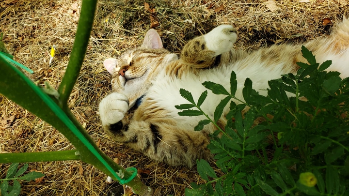 Мило спящий кот