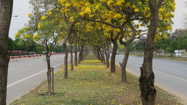 Chaiyapruek flower