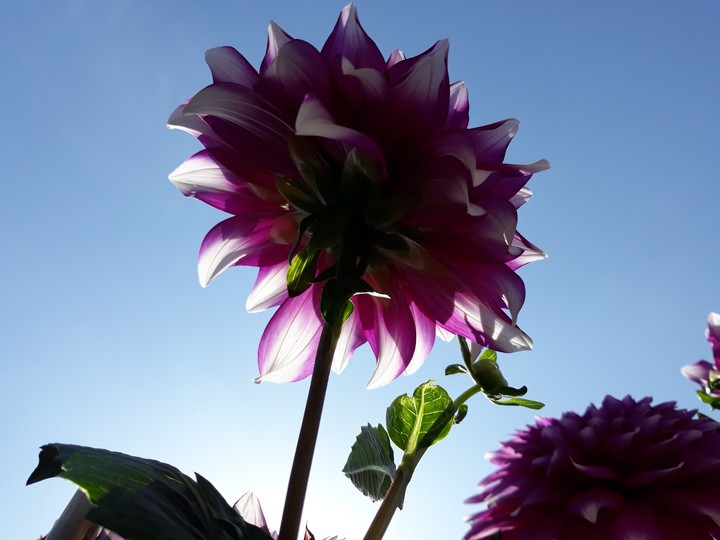 photo from my garden