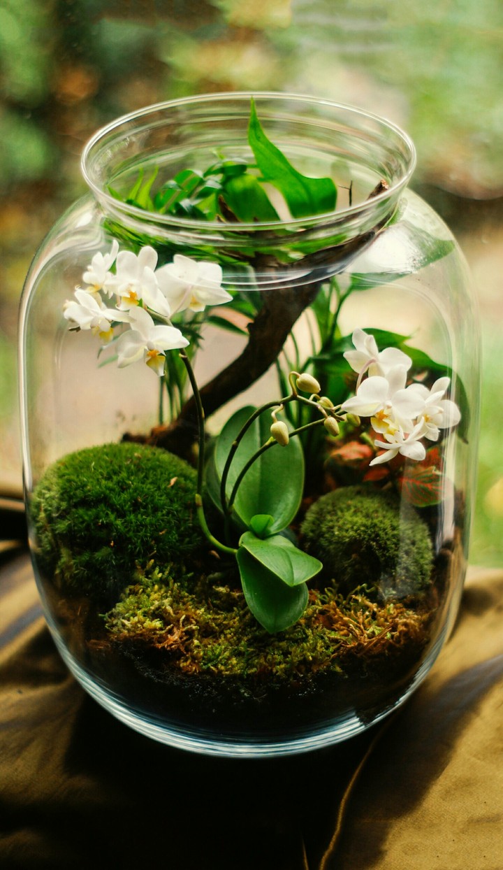 Plant