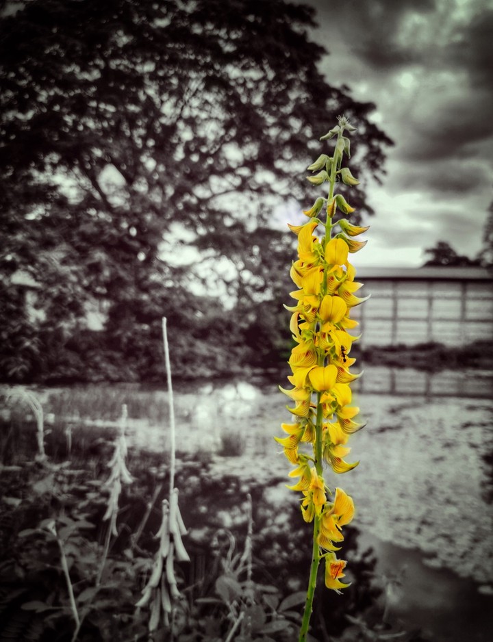 ColourYellow