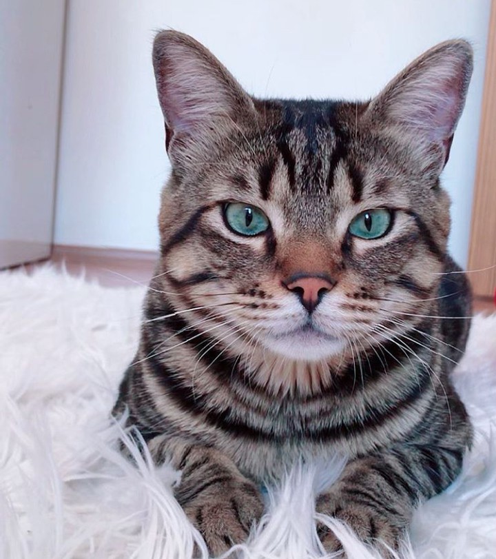 How do these pets manage to be so cute?