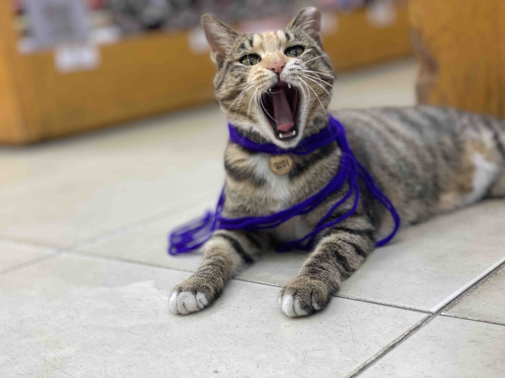 양이