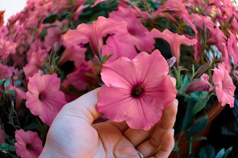 ταπετσαρίες petal, flowers