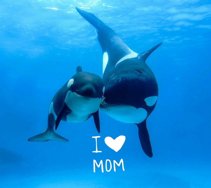 I ❤ Mom