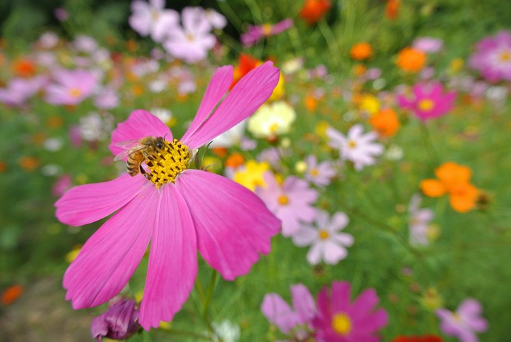 蜂と花