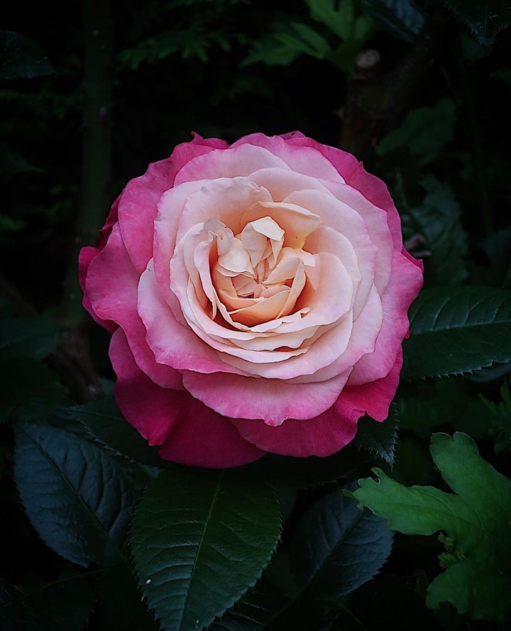 #rose