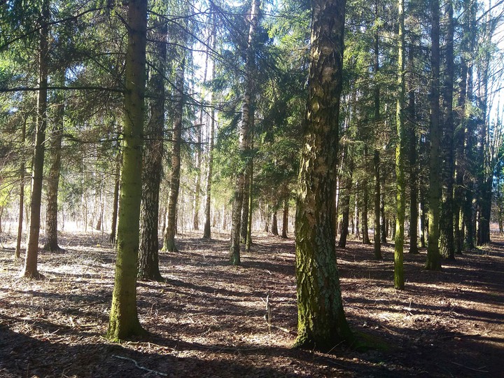 Forest