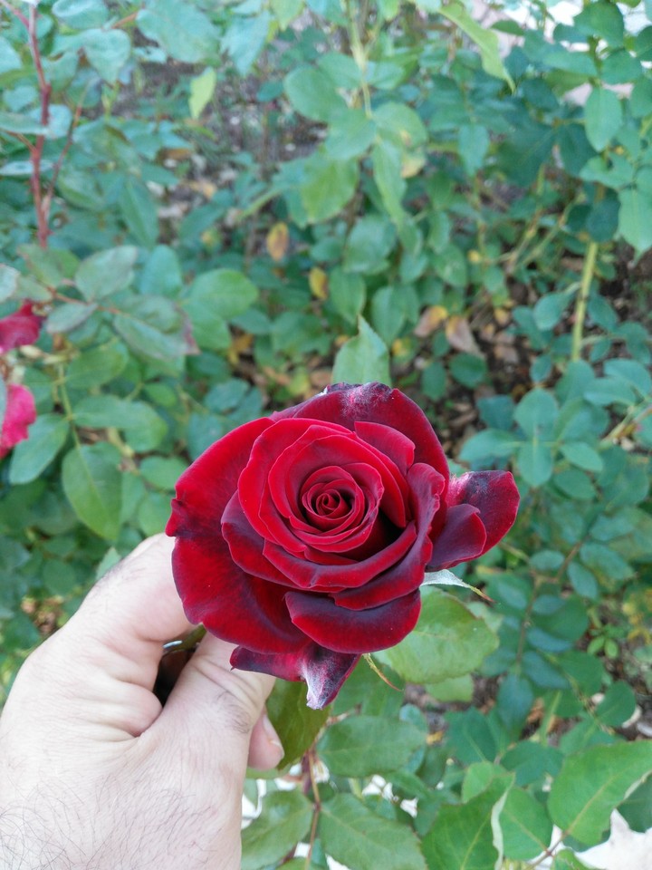 Rose