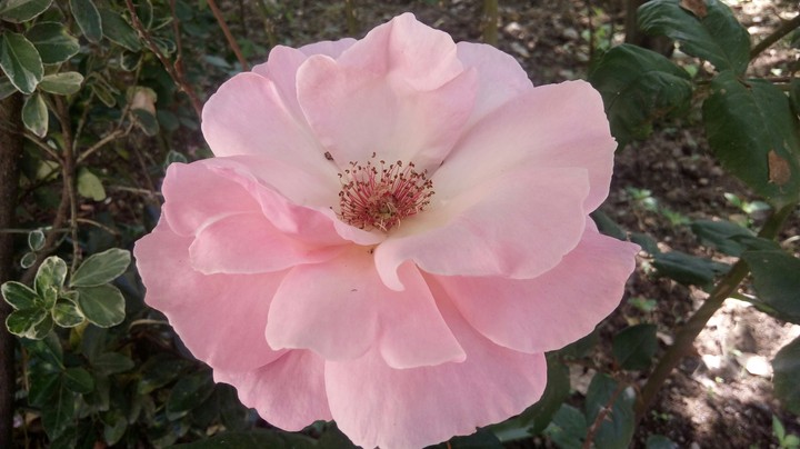 royal pink fl