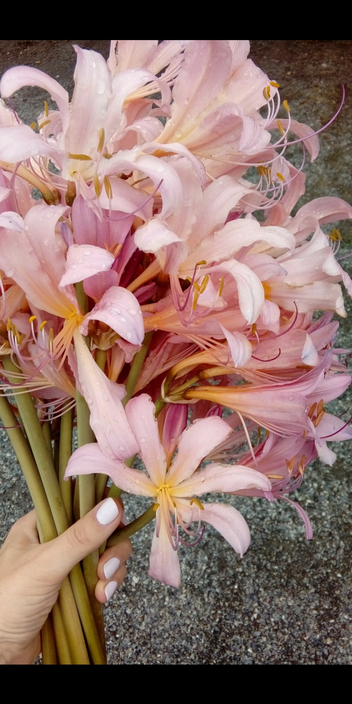 tolle Blumen <3