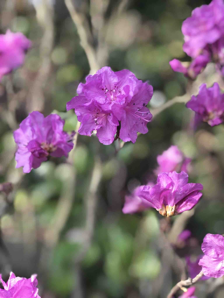 purple flower