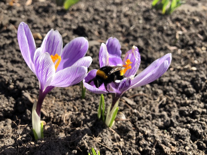 Bumblebee