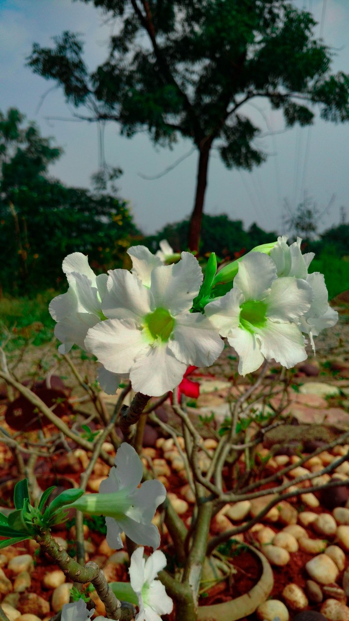 పుష్పం