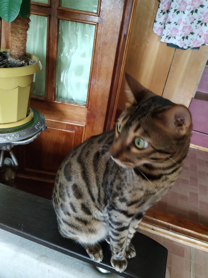 Котя на балконе...