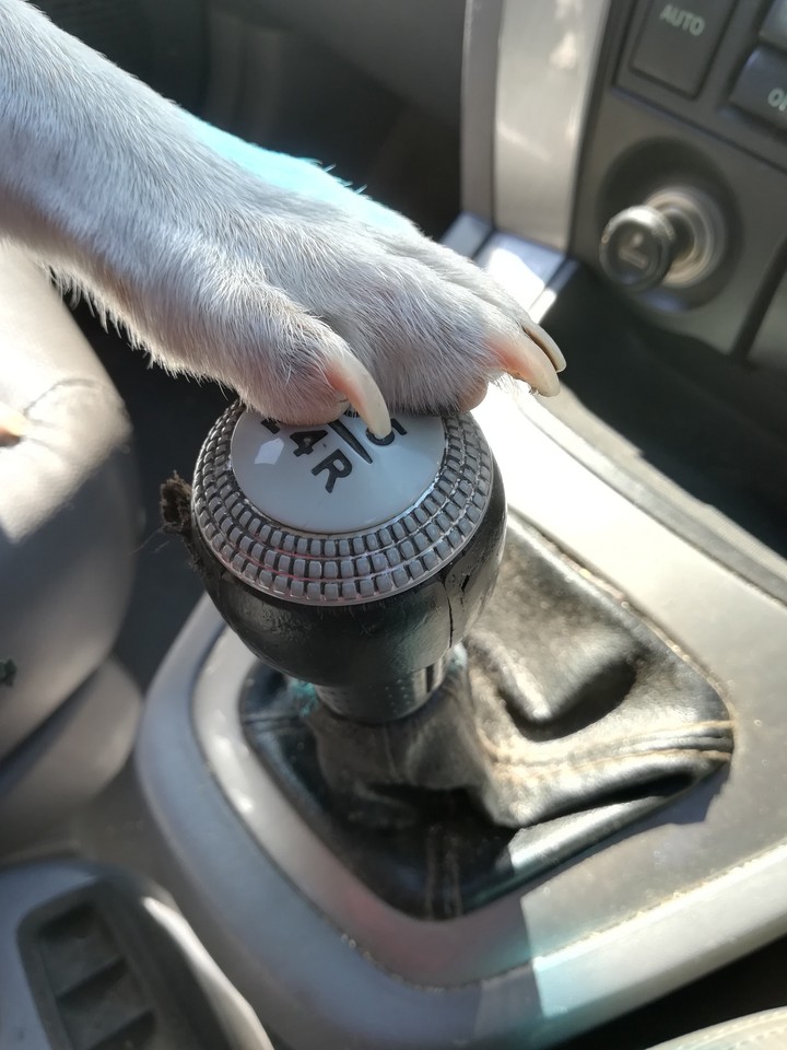 Drive like an animal