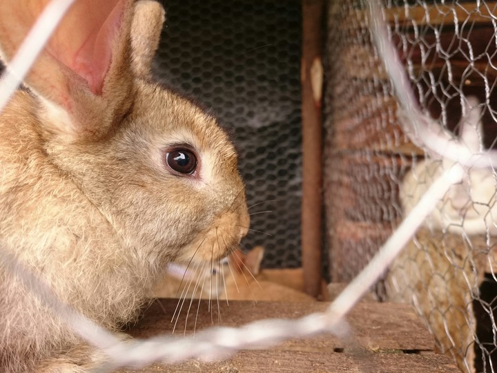 conejo