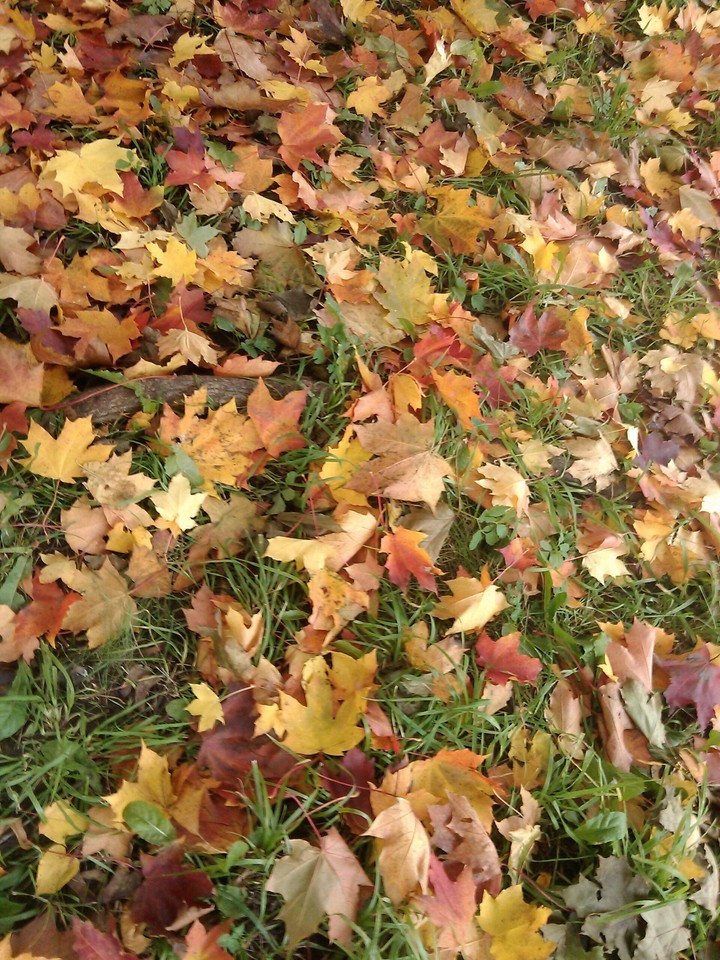 My favourite season ●▽●