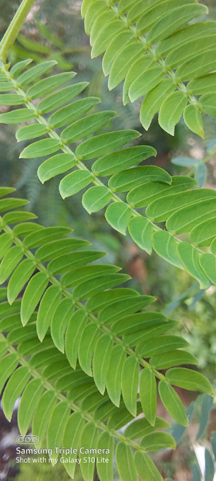 Nature