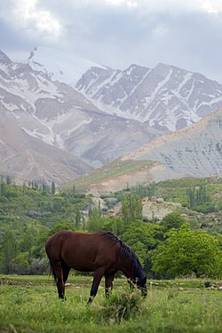 hors