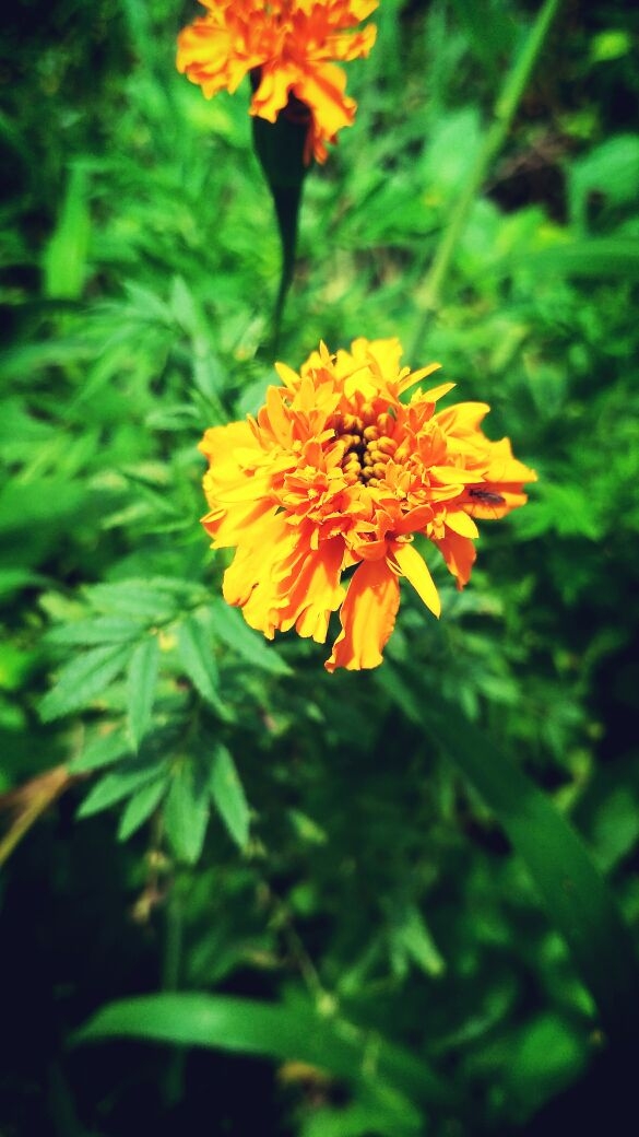 Yelow Flower