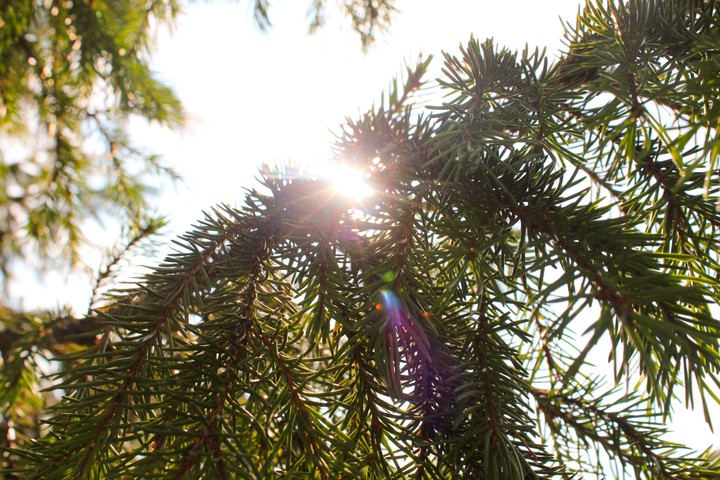 Fir tree