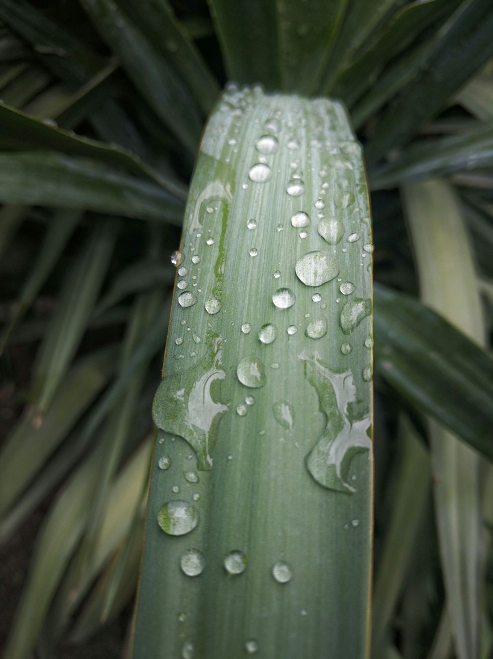 Water Drop