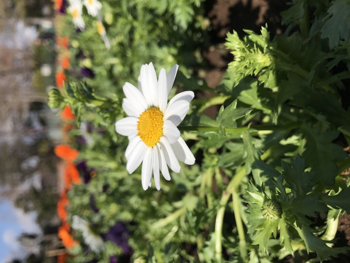 花