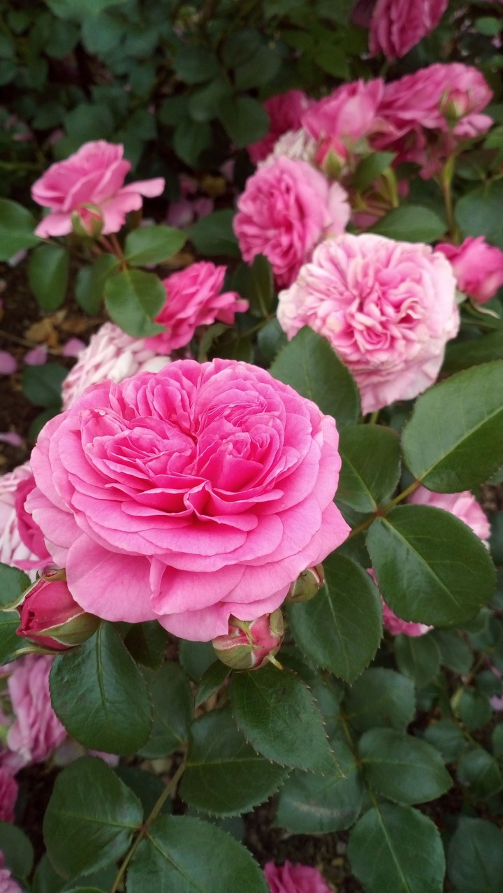 Flowers