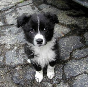 The Border Collie Because There Is No Better Dog