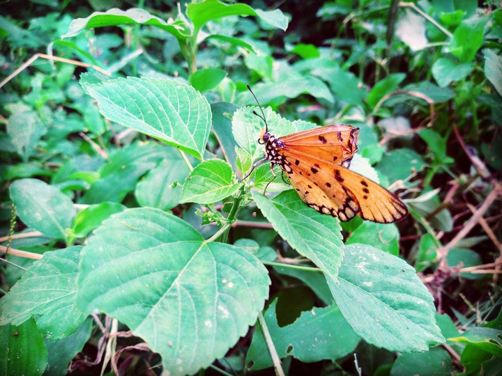 Butterfly