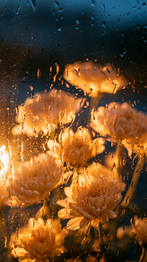 petal, precipitation桌布