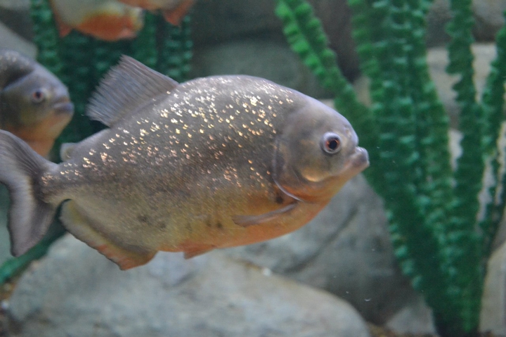 piranha