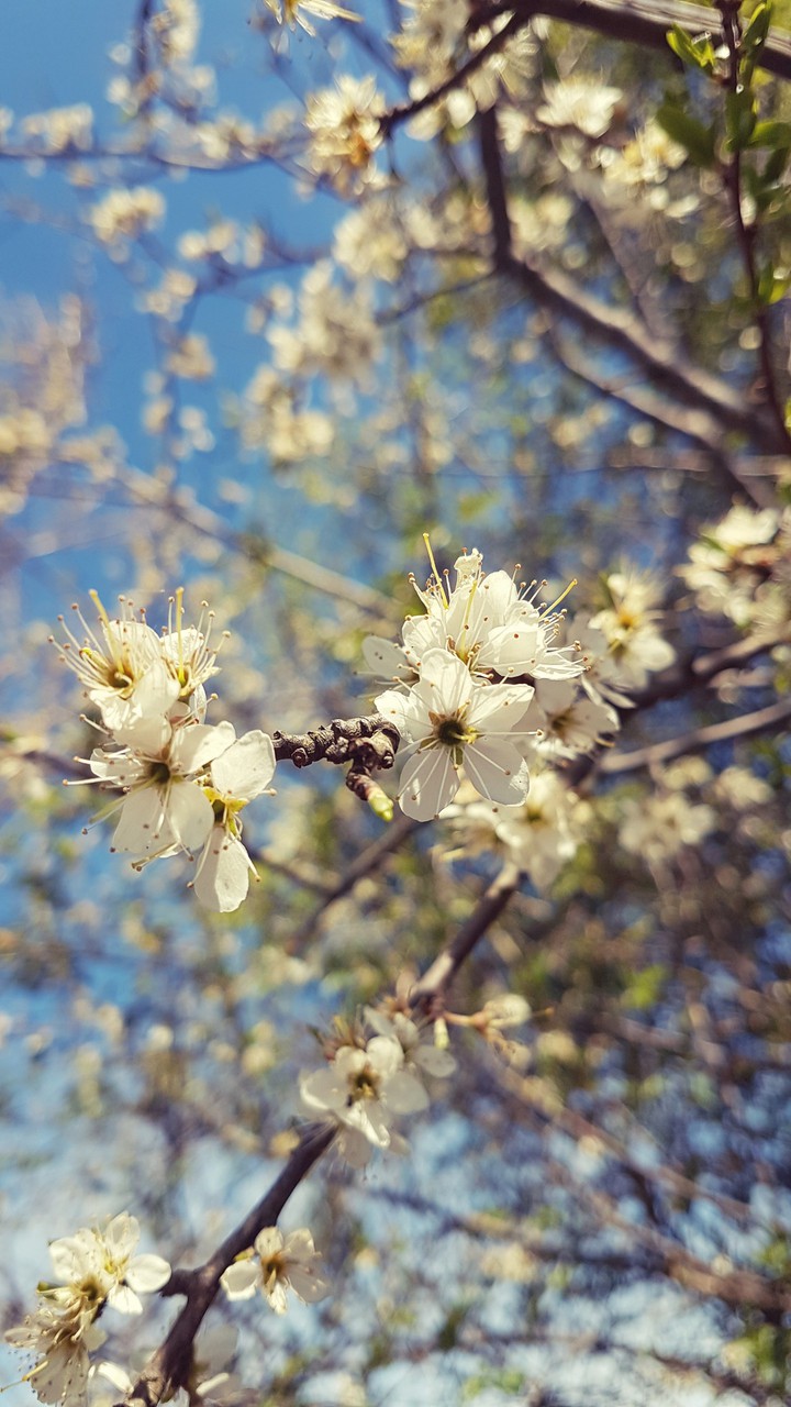another flower