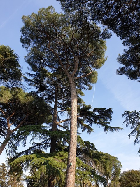 Alberi