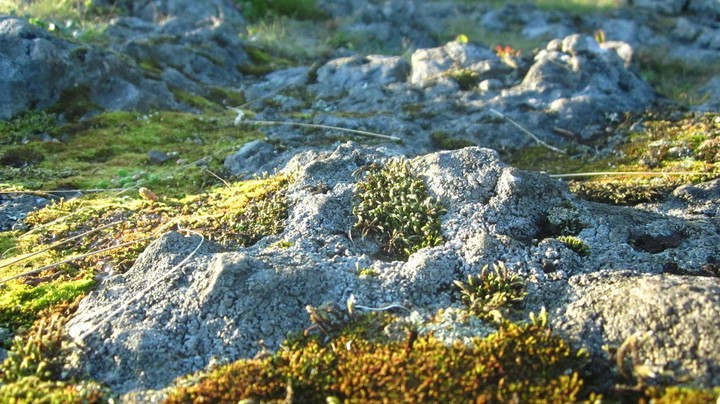 Macroworld