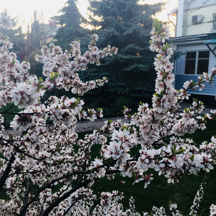 Цветущая вишня
