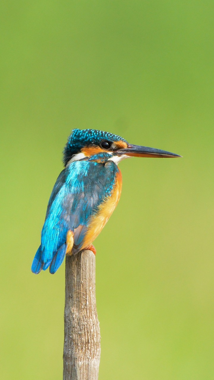 Kingfisher