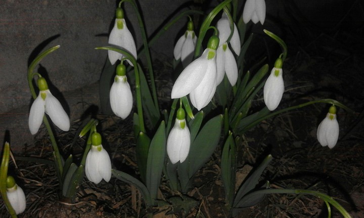 Snowdrop❄