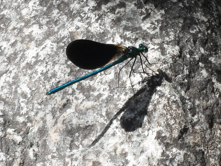 Blue Dragonfly