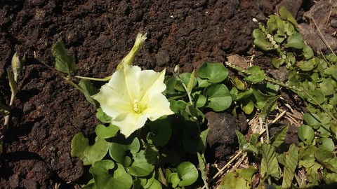sfondi flower, wildflower