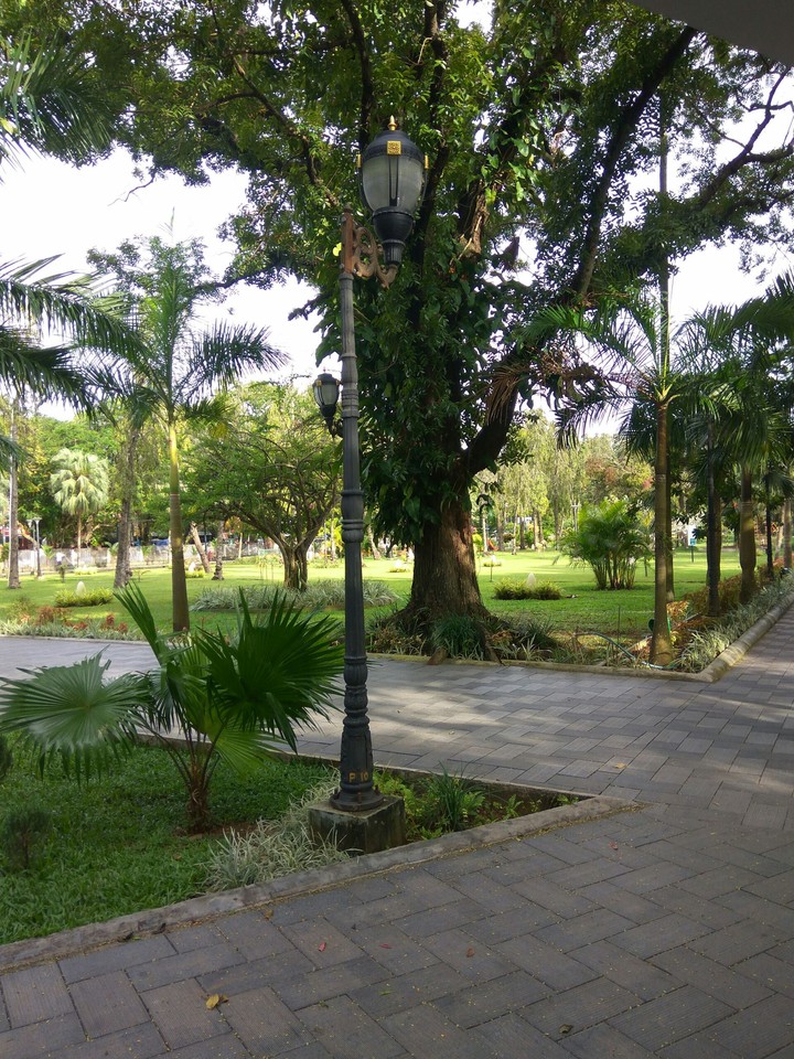 trees