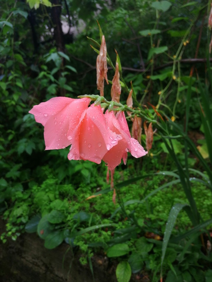 flowers