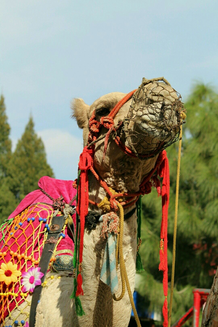 Camel